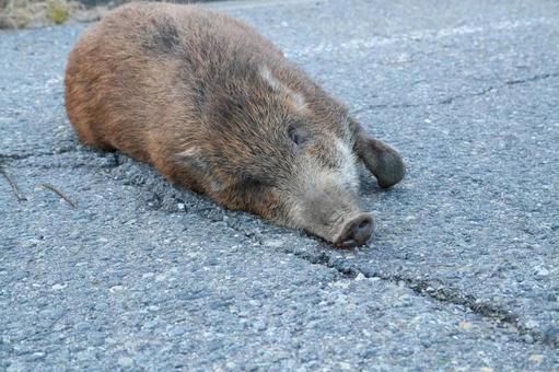 ロードキル（イノシシ） イノシシ,猪,ニホンイノシシの写真素材