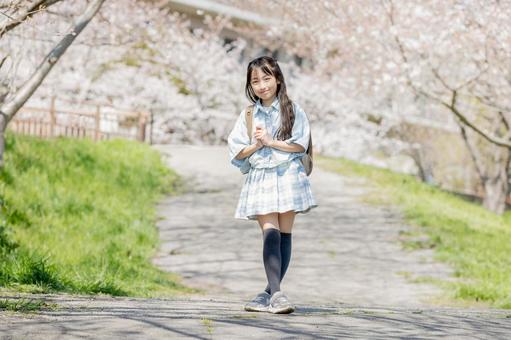 小学生と桜 小学生と桜 小学生,桜,女性の写真素材