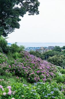 形原温泉アジサイの里 アジサイと琵琶湖 形原温泉アジサイの里 アジサイと琵琶湖 あじさい,紫陽花,形原温泉の写真素材