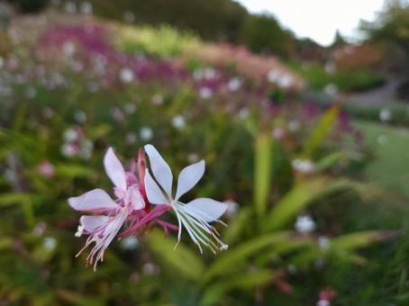 秋の花 秋の花の写真