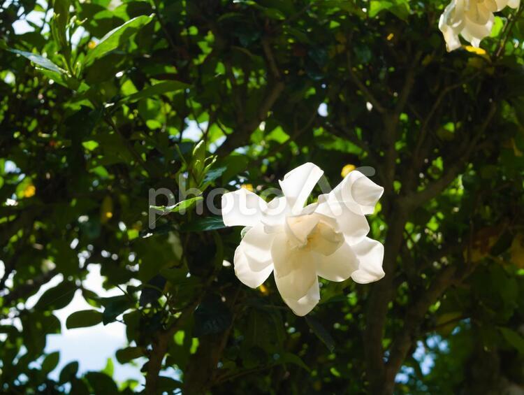 オオヤエクチナシの花２ クチナシ,オオヤエクチナシ,花の写真素材