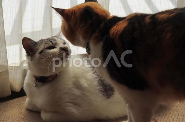 あいさつする二匹の家猫 三毛猫,白猫,猫の写真素材