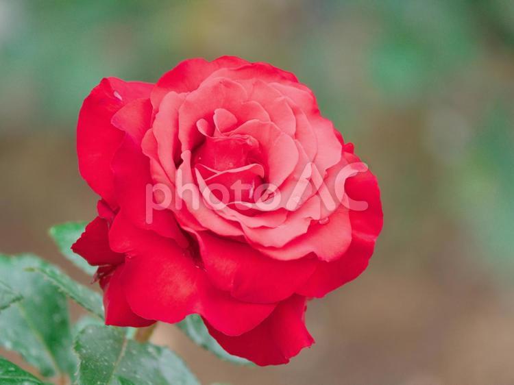 赤く輝く美しい薔薇 薔薇,赤色,輝くの写真素材