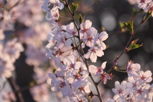 桜 桜の写真