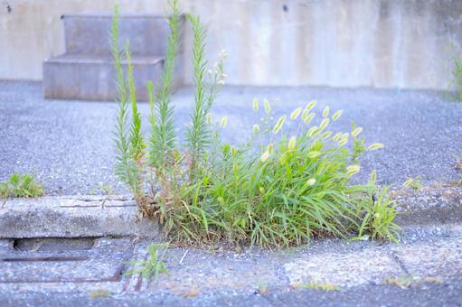 コンクリートの隙間に生える雑草 コンクリートの隙間に生える雑草の写真