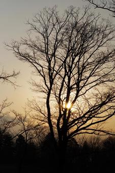 Photo, evening, dusk, forest, 