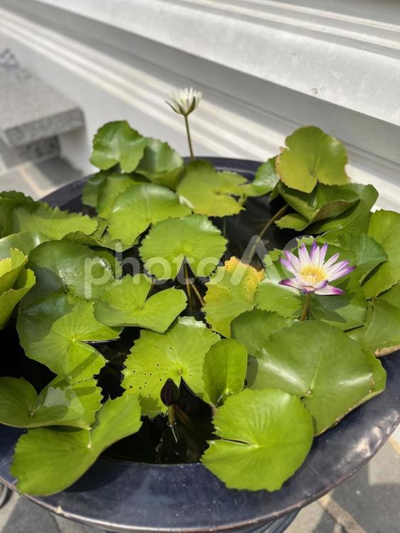 蓮の花、メダカさんのおうち 蓮の花,メダカ,メダカ鉢の写真素材