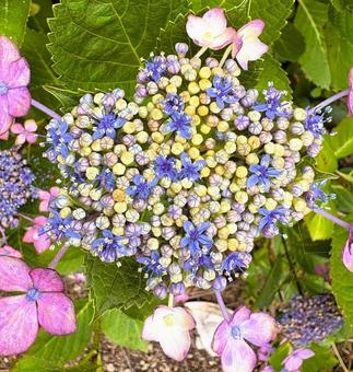 紫陽花 紫陽花 ガクアジサイ,梅雨,路地の写真素材