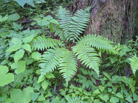 シダ植物 シダ植物の写真