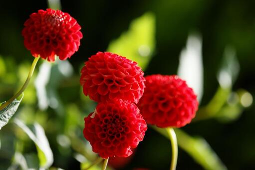 ダリア 花,ダリア,天竺牡丹の写真素材