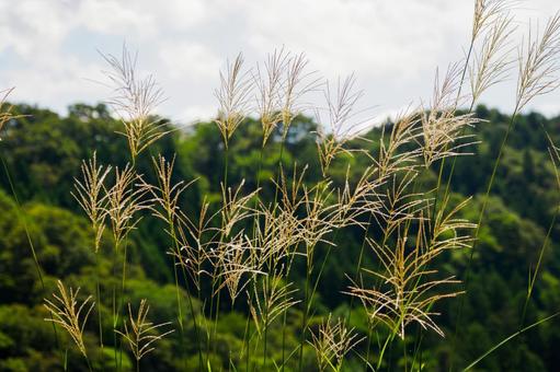 ススキ(23) ススキ(23) 植物,ススキ,すすきの写真素材