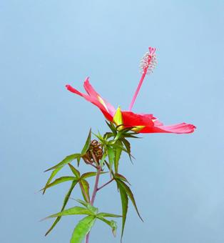 鮮やかなモミジアオイ 鮮やかなモミジアオイの写真
