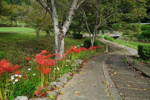 ヒガンバナの咲く風景 ヒガンバナの咲く風景 公園,風景,木の写真素材