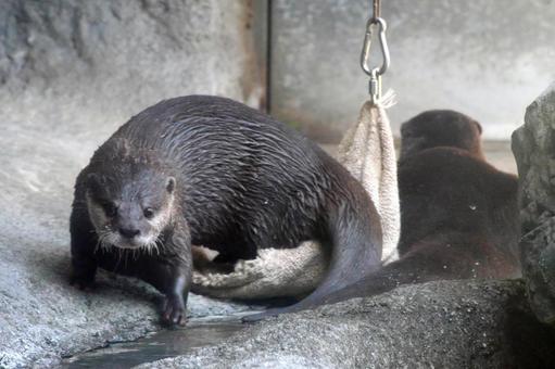 Photo, otter, kotumeka owaso, animal, 
