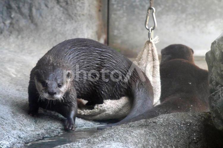 走り出すコツメカワウソ① カワウソ,コツメカワウソ,動物の写真素材