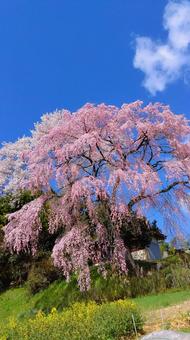 福島の春 春,桜,風景の写真素材