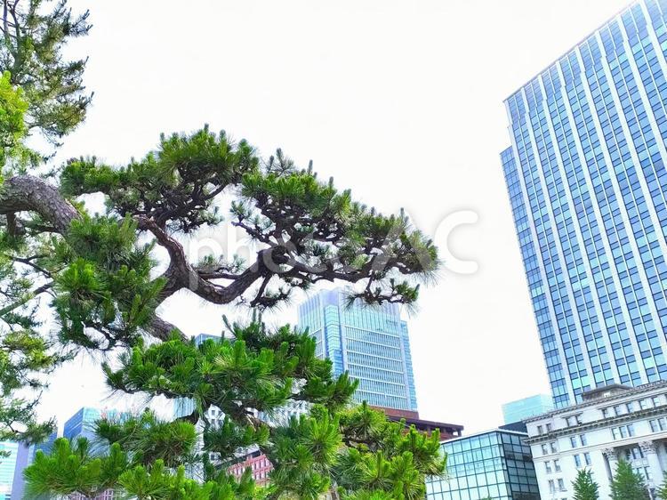 東京のビル街と松 東京,ビル街,青空の写真素材