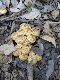 キノコ カキシメジ,毒キノコ,秋の写真素材