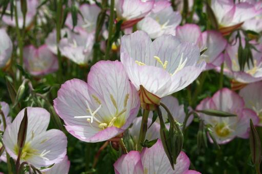 エノテラ・月見草　マクロ エノテラ,カップ状,明るいの写真素材