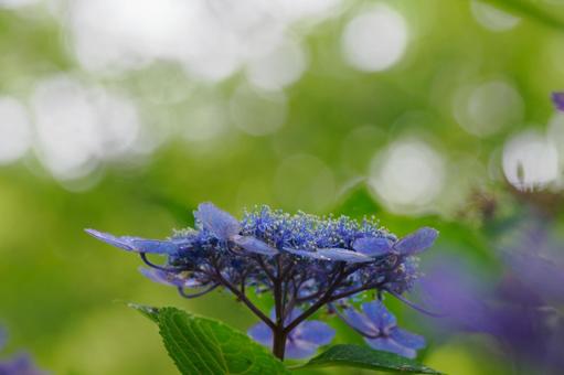 Hydrangea(100), JPG Hydrangea(100), JPG