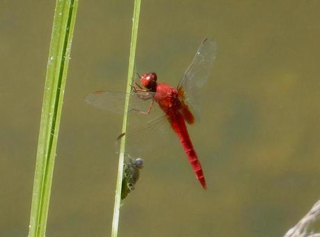 [Insect Photo] Scarlet Dragonfly, JPG