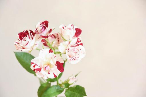 Photo, roses, spray rose, rose, 