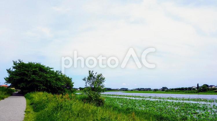 初夏の城沼の湖畔・新緑の散歩道（館林市） 初夏,城沼,湖畔の写真素材