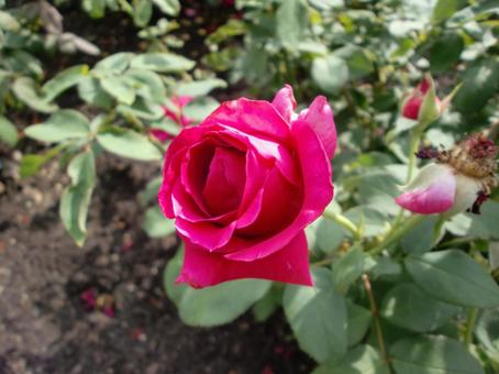 紅い薔薇の花の写真