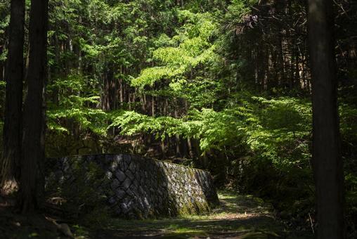 森の中にある建物跡の石垣の写真