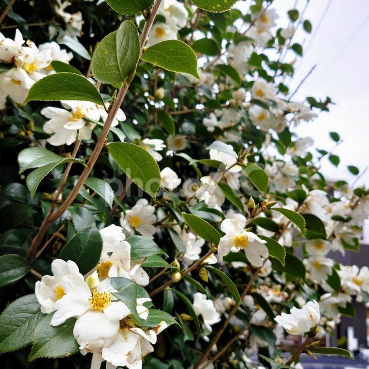満開の山茶花の花の冬景色 サザンカ,サザンカの花,花の写真素材