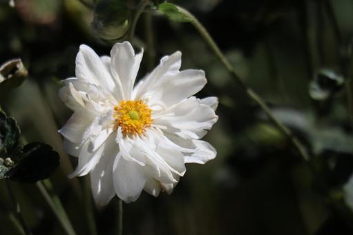 白い花びらのシュウメイギクの花のアップの写真