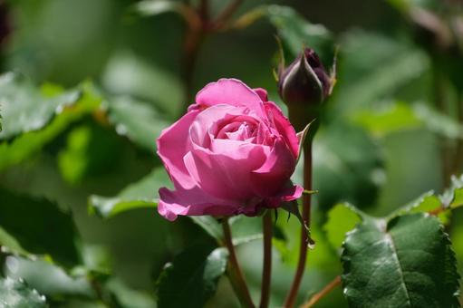 薔薇 薔薇の写真