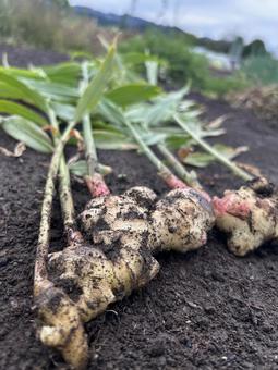 市民農園の秋のしょうがの収穫 しょうが,生姜,秋の写真素材