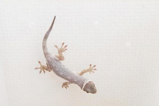 脱皮中のニホンヤモリ 爬虫類の飼育 脱皮中のニホンヤモリ 爬虫類の飼育の写真
