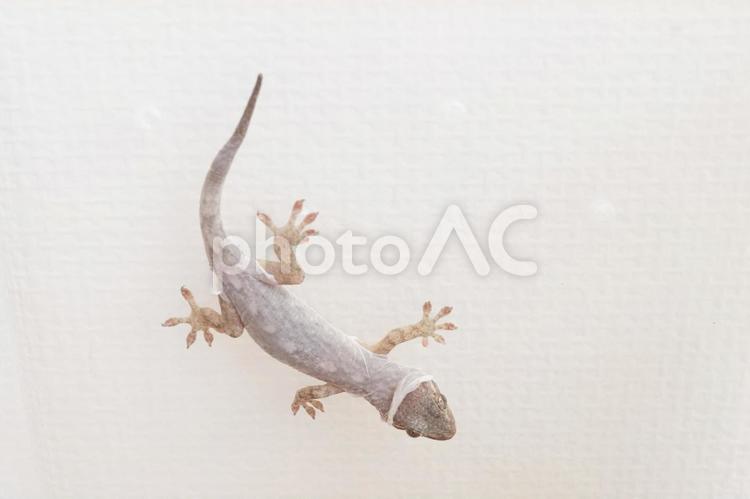 脱皮中のニホンヤモリ　爬虫類の飼育 ヤモリ,脱皮,ニホンヤモリの写真素材