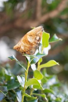 ヒイラギイワシ ヒイラギイワシ ヒイラギイワシ,節分,鰯の写真素材