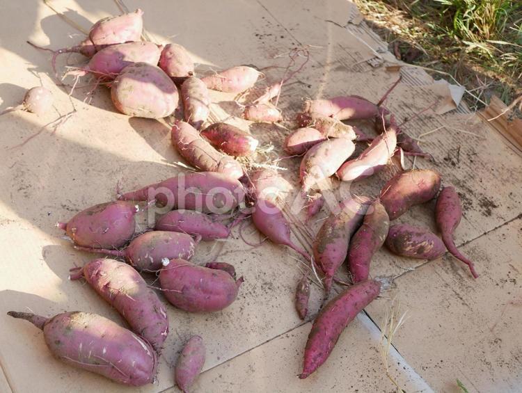 さつまいもの収穫 さつまいもの収穫,収穫,さつまいもの写真素材