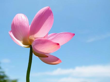 Photo, lotus, blue sky, summer sky, 