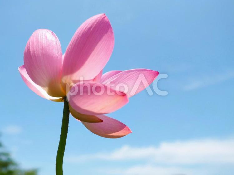 青空とピンクの蓮 蓮,青空,夏空の写真素材
