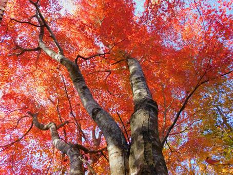 紅葉 紅葉の写真