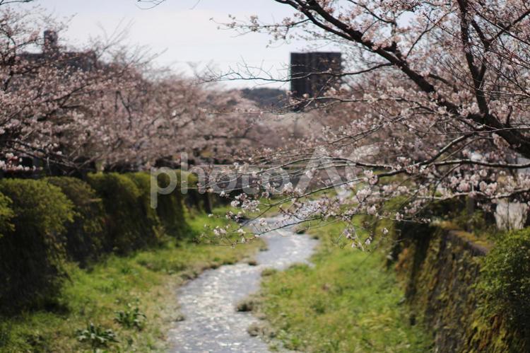 山口市　桜　一の坂川 一の坂川,川,桜の写真素材
