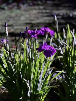 Horikiri Iris Garden at night Illuminated irises, JPG