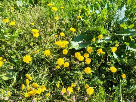 たんぽぽと春の草花 たんぽぽと春の草花の写真