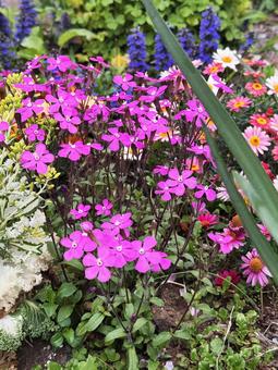花壇 花壇の写真