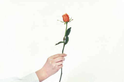 Rose flower in hand 1, JPG