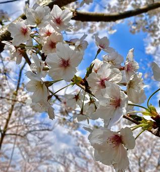 桜 桜 桜,さくら,春の写真素材