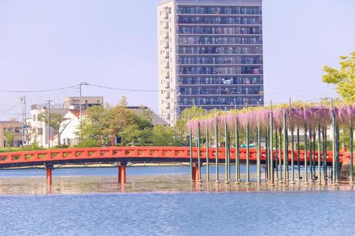 [愛知県]津島市天王川公園の藤棚 藤,天王川公園,花の写真素材