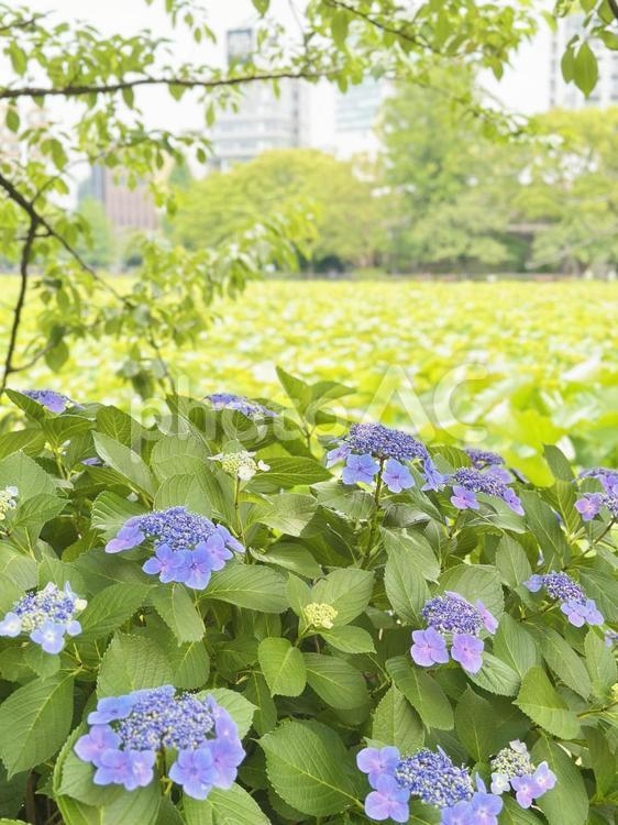 アジサイ　上野公園内　不忍池 アジサイ,紫陽花,落葉低木の写真素材