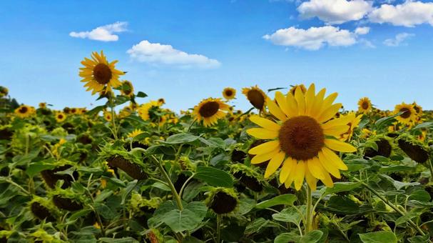 夏の青空とひまわり 夏の青空とひまわりの写真