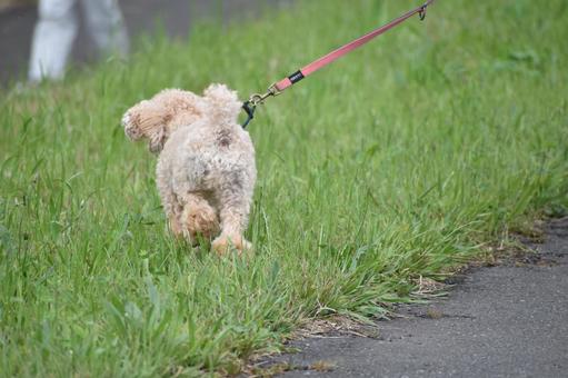 歩く犬　後ろ姿 歩く,犬,散歩の写真素材